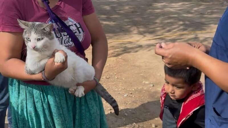 Impulsa Gobierno de Bahía de Banderas jornada gratuita de esterilización en Palmaritos